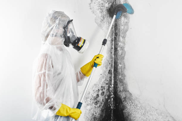 Reliable Berlin, NH Mold Removal Solutions