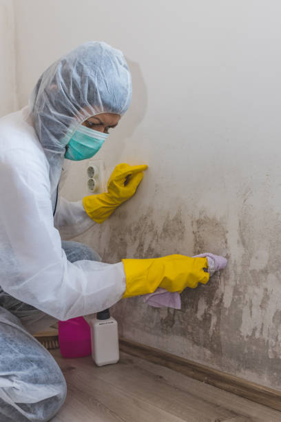Best Commercial Mold Inspection  in Berlin, NH