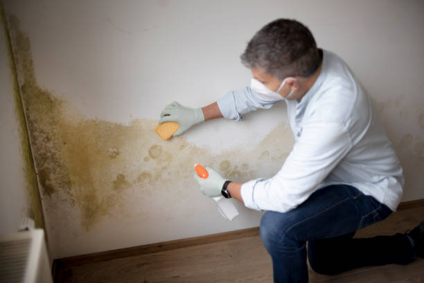 Best Mold Remediation for Healthcare Facilities  in Berlin, NH