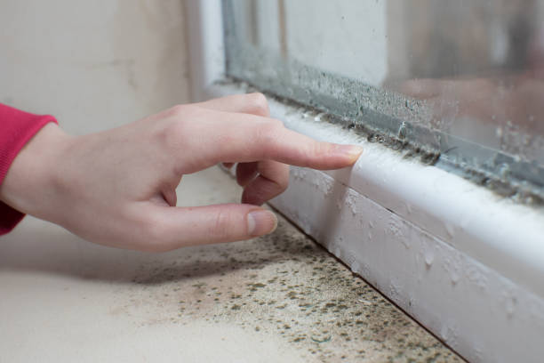 Best Real Estate Mold Inspection  in Berlin, NH